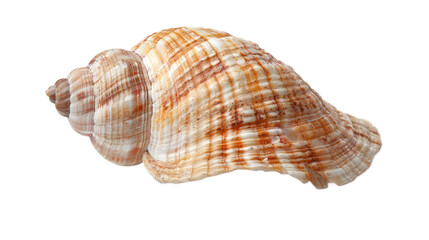 Fototapeta premium Mollusk full body isolate on transparent background