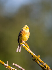 Goldammer (Emberiza citrinella)