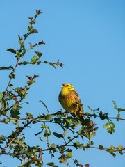 Goldammer (Emberiza citrinella)
