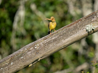 Goldammer (Emberiza citrinella) sammelt Nistmaterial