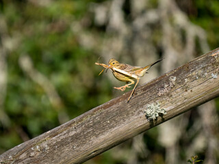 Goldammer (Emberiza citrinella) sammelt Nistmaterial