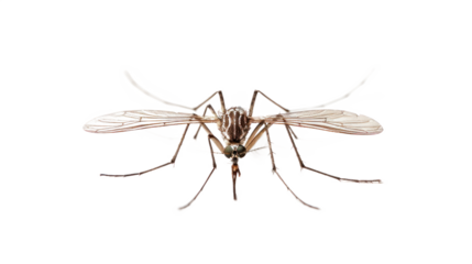 Mosquito full body isolate on transparent background