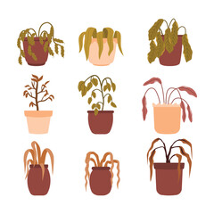 Set of dead plant in pot collection, withered wilted dead houseplant with dying dry sick leaf in bad condition, brown dry leaves, leaves droop, hang lifeless, isolated on white background.