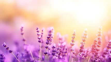 Fototapeta premium Lavender under a glowing sunset, endless rows of purple creating a tranquil mood on solid white background, single object