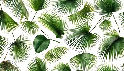 Tropical green palm leaf texture pattern on white background