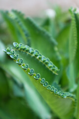 A unique plant that reproduces by budding on leaves, green in color thrives in tropical forests with the scientific name Kalanchoe pinnata. Thick and wide leaf texture. Picture taken when it's sunny