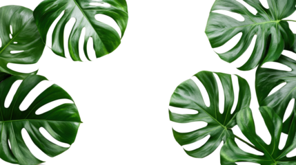 Tropical leave on a white transparent background