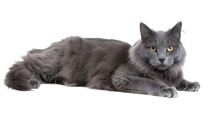 Obraz premium Nebelung full body isolate on transparent background