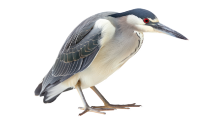 Night Heron full body isolate on transparent background