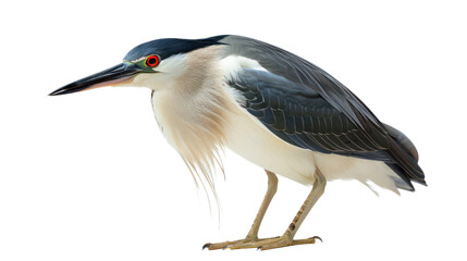 Obraz premium Night Heron full body isolate on transparent background