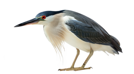 Night Heron full body isolate on transparent background