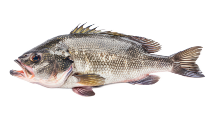 Nile Perch full body isolate on transparent background