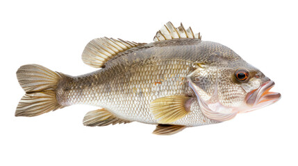 Nile Perch full body isolate on transparent background