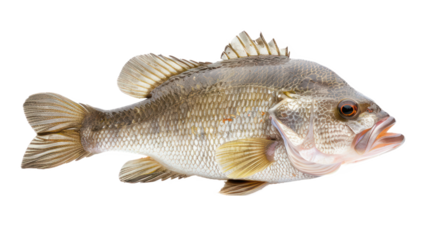 Nile Perch full body isolate on transparent background