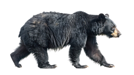 brown bear isolated on white