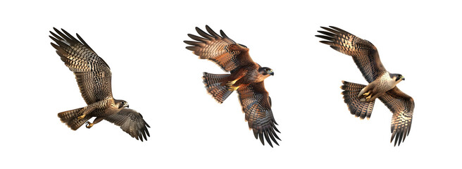 Falcon Group in Flight on Transparent Background