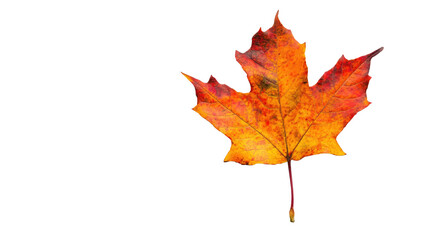 Fototapeta premium Autumn maple leaf on white transparent background