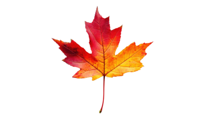 Autumn maple leaf on white transparent background