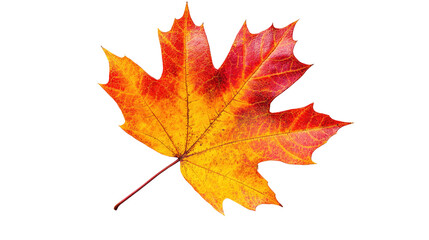 Obraz premium Autumn maple leaf on white transparent background