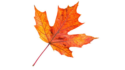 Fototapeta premium Autumn maple leaf on white transparent background