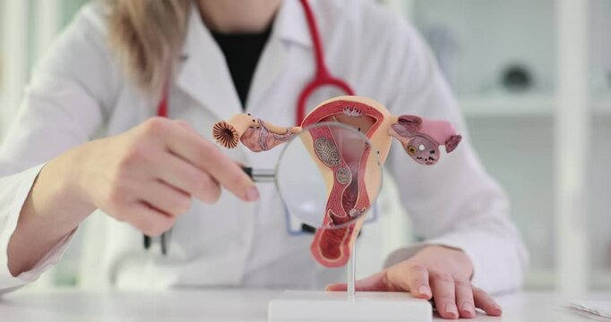 Doctor examines anatomical model of female reproductive system with a magnifying glass