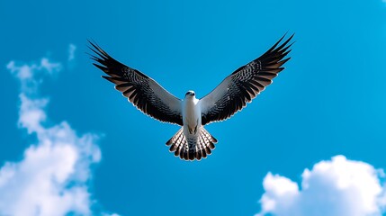Obraz premium A white-bellied sea eagle soars gracefully through the blue sky, clouds framing its flight.