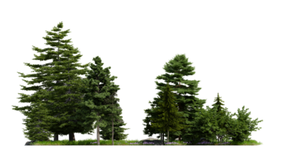 forest various tree, grass and plant, flat ground, isolated transparent background