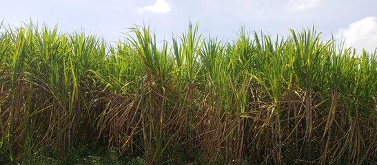 sugar cane field, sugarcane in the field growing
