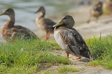 Wild ducks on the river in summer time. Wildlife 
