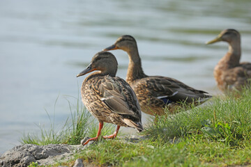 Wild ducks on the river in summer time. Wildlife 