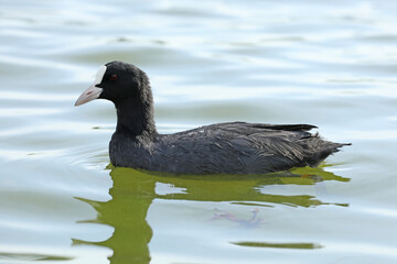 Eurasian coot birds on the river in summer time. Wildlife 