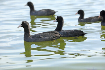 Eurasian coot birds on the river in summer time. Wildlife 