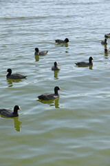 Eurasian coot birds on the river in summer time. Wildlife 