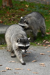 racoon in the park