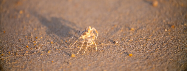 A crab on the beach is running on the white sand. Exotic animals in the resorts of tropical islands. The concept of a beach holiday in the tropics.