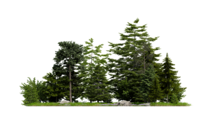 forest various tree, grass and plant, flat ground, isolated transparent background