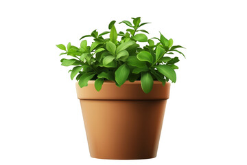 Green house flower in a pot on a transparent background