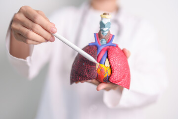 Doctor point heart Cardiovascular and Respiratory anatomy for Disease. Lung Cancer, Asthma, Chronic...