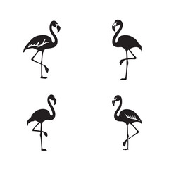 Obraz premium Black and white vector silhouettes set of flamingo