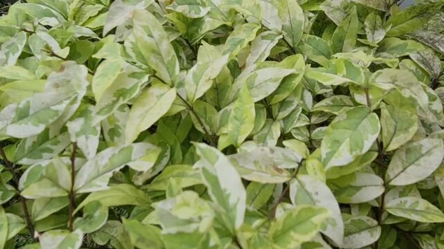 Pedilanthus tithymaloides or zigzag plant or Devil's Backbone. Sig-sag has a sour taste and is slightly toxic and contains epifriedelanol acetate and beta-sitosterol so it can be used to remove swelli