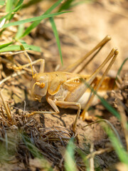 Locust close-up on plants. Locust invasion of agricultural fields. Exotic food of Asia.