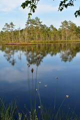 Wollgras wächst am Ufer eines Weihers im Naturreservat Knuthöjdsmossen