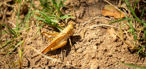 Locust close-up on plants. Locust invasion of agricultural fields. Exotic food of Asia.