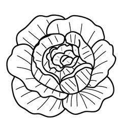 Cabbage outline