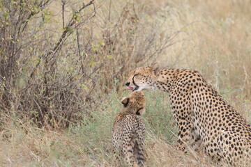 A Mothers' Love
