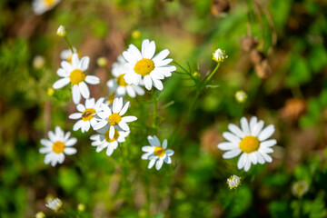 Pharmaceutical chamomile flowers growing in nature. Medicinal plant