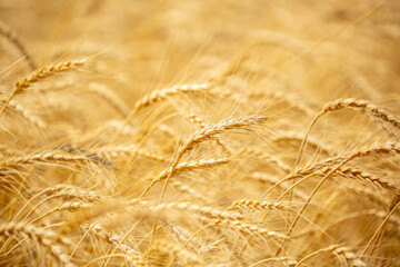 Wheat field on a sunny day. Grain farming, ears of wheat close-up. Agriculture, growing food products.