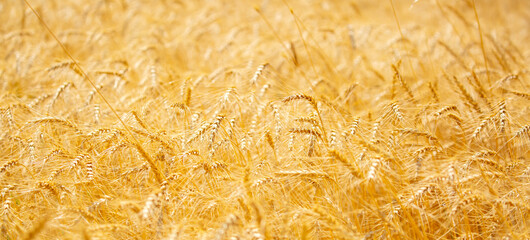 Wheat field on a sunny day. Grain farming, ears of wheat close-up. Agriculture, growing food products.