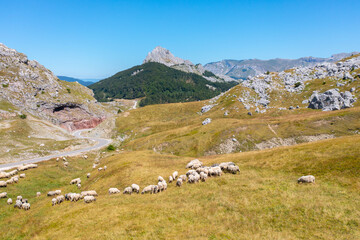 A flock of sheep graze in a beautiful meadow on the mountain below the peak next to a road