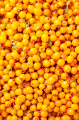 Sea buckthorn berries. Fresh ripe sea buckthorn as a background, top view. Juicy ripe yellow berries in a heap. Sea buckthorn texture close-up. Sour berry with vitamins for tea and marinades.